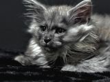 Tüm Dünyaya Referansımızla Maine Coon