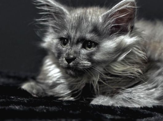 Tüm Dünyaya Referansımızla Maine Coon görsel