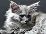 Tüm Dünyaya Referansımızla Maine Coon