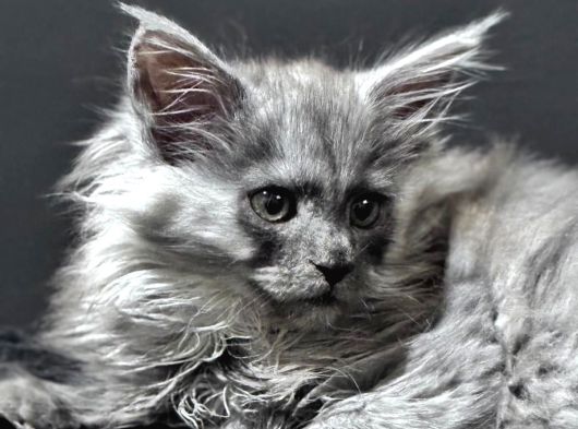 Tüm Dünyaya Referansımızla Maine Coon görsel