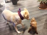 Gerçek Bir Hayat Arkadaşı Arayanlara Çok Uyumlu Bir Köpek