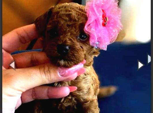 Kore Teacup Babadan Teacup Poodle Bebekler görsel