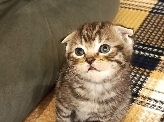 Secereli Scottish Fold Yavrular görsel