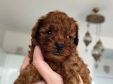 Kore Teacup Babadan Teacup Poodle Bebekler