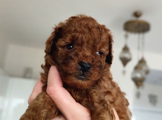 Kore Teacup Babadan Teacup Poodle Bebekler görsel
