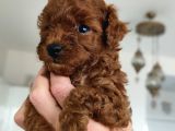 Kore Teacup Babadan Teacup Poodle Bebekler