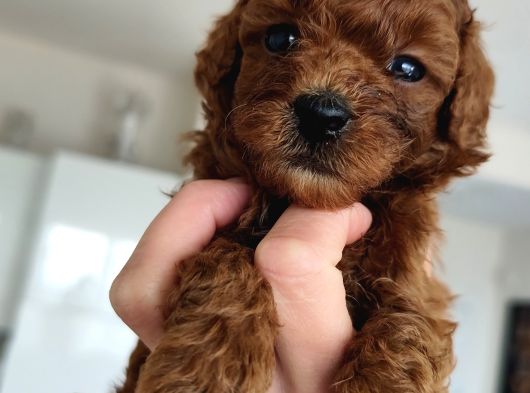 Kore Teacup Babadan Teacup Poodle Bebekler görsel