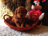 Kore teacup babadan teacup poodle bebekler