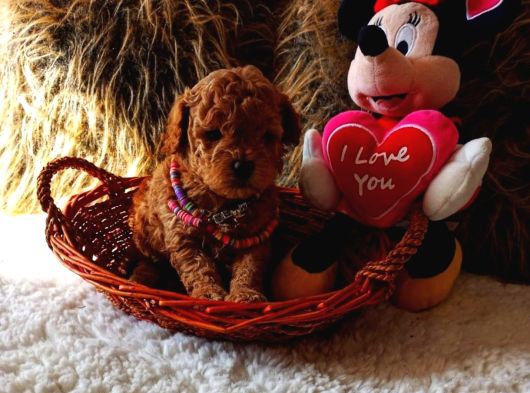Kore Teacup Babadan Teacup Poodle Bebekler