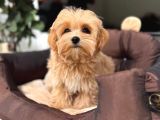 Malti̇poo Ci̇nsi̇ Yavrular Ev Üreti̇mi̇
