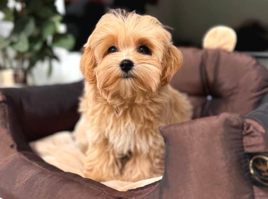 Malti̇poo Ci̇nsi̇ Yavrular Ev Üreti̇mi̇ görsel