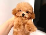 MALTİPOO CİNSİ YAVRULAR EV ÜRETİMİ