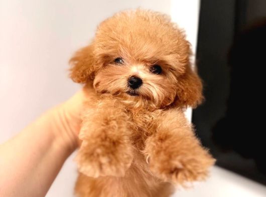 Malti̇poo Ci̇nsi̇ Yavrular Ev Üreti̇mi̇ görsel