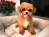 MALTİPOO CİNSİ YAVRULAR EV ÜRETİMİ