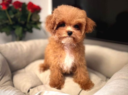 Malti̇poo Ci̇nsi̇ Yavrular Ev Üreti̇mi̇