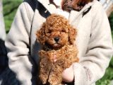 TOY POODLE SEVİMLİ YAVRULAR EV ÜRETİMİ