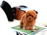 Super Star Toy Poodle Yavrularim