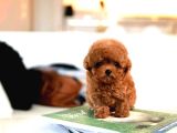 Super Star Toy Poodle Yavrularim