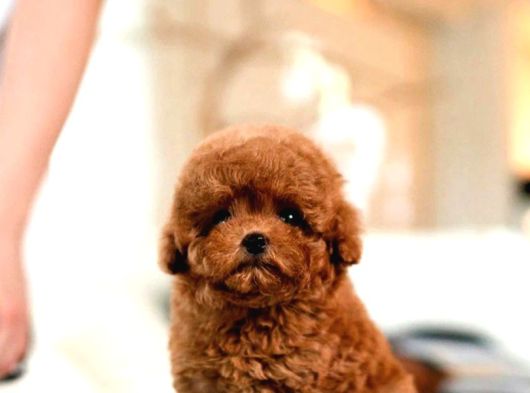 Super Star Toy Poodle Yavrularim görsel