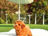 Show Duzeydeki Toy Poodle Bebeklerim