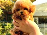 Show Duzeydeki Toy Poodle Bebeklerim