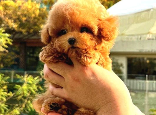 Show Duzeydeki Toy Poodle Bebeklerim