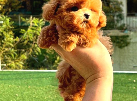 Show Duzeydeki Toy Poodle Bebeklerim görsel