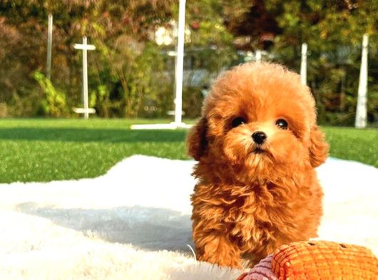 Show Duzeydeki Toy Poodle Bebeklerim görsel