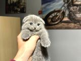 A Kaliteli Scottish Fold Yavrularımız