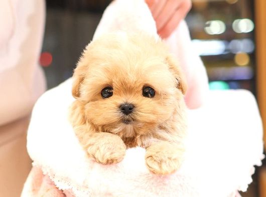 Seker Kivaminda Cok Ozel Toy Poodle Bebeklerimiz  görsel