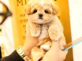 SEVGI DOLU TOY POODLE YAVRULARIM