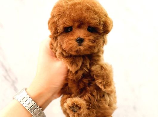 Sevgi Dolu Toy Poodle Yavrularim  görsel