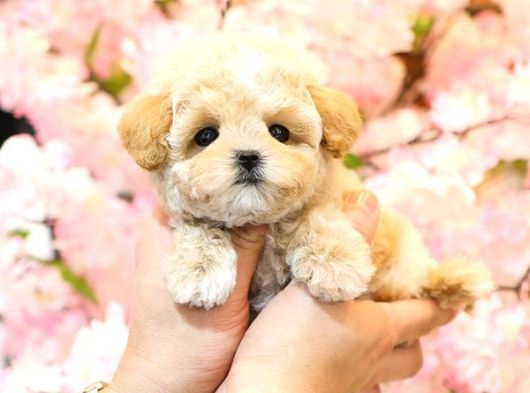 Sevgi Dolu Toy Poodle Yavrularim görsel