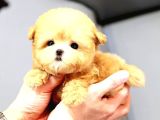 Kore Maltipoo Cocuklarim  