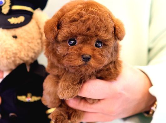 Red Brown Toy Poodle Bebeklerimiz görsel