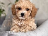 Si̇ze Özel Safkan Malti̇poo Yavrularimiz
