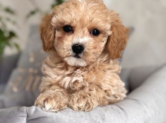 Si̇ze Özel Safkan Malti̇poo Yavrularimiz görsel