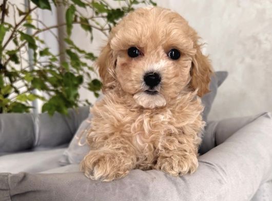 Si̇ze Özel Safkan Malti̇poo Yavrularimiz
