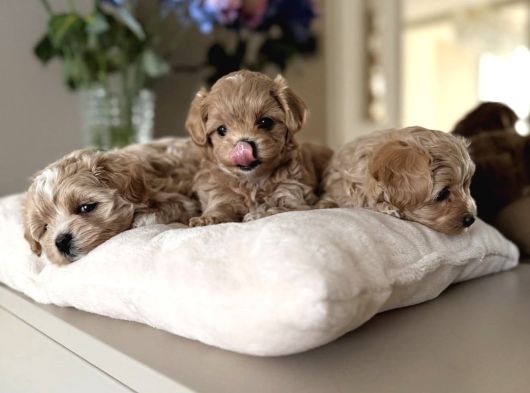 Teacup Safkan Malti̇poo Yavrularim