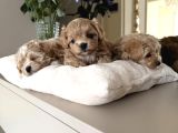 Teacup Safkan Malti̇poo Yavrularim