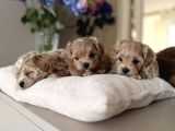 Teacup Safkan Malti̇poo Yavrularim