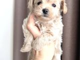 Pamuk Gi̇bi̇ Malti̇poo Yavrularim