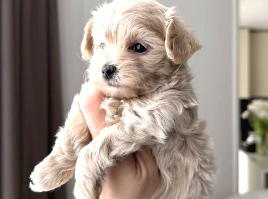 Pamuk Gi̇bi̇ Malti̇poo Yavrularim