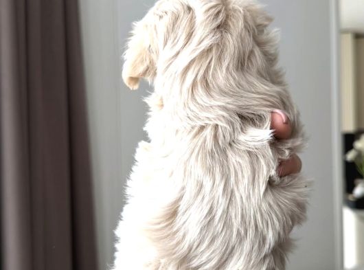 Pamuk Gi̇bi̇ Malti̇poo Yavrularim görsel