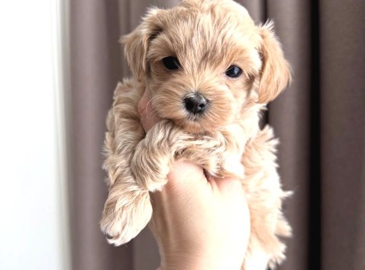 Yumoş Yumoş Malti̇poo Yavrulari