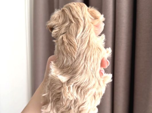 Yumoş Yumoş Malti̇poo Yavrulari görsel