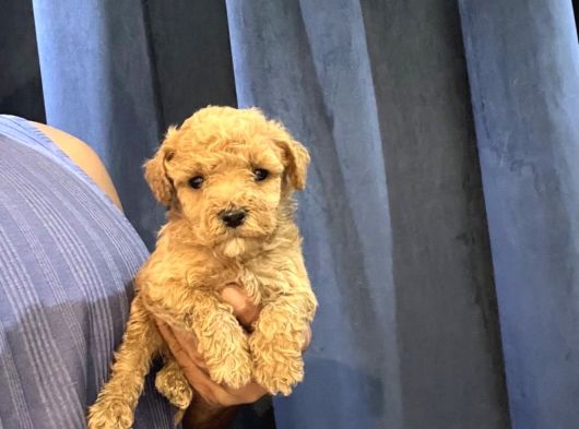 Toy Poodle Bebekleri̇m Seni̇ Bekli̇yor