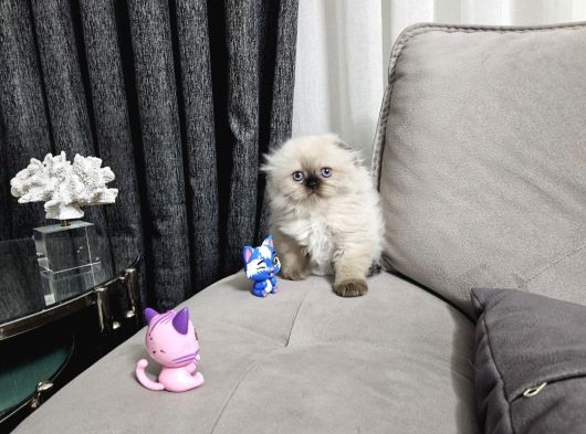 Aile Sıcaklığnda Büyüyen  Scottish Fold British Yvrlr görsel