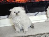 Aile Sıcaklığnda Büyüyen  Scottish Fold British Yvrlr