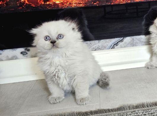 Aile Sıcaklığnda Büyüyen  Scottish Fold British Yvrlr görsel